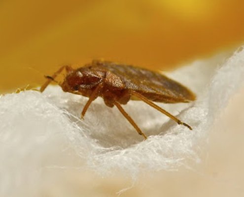Bed Bugs Control Services