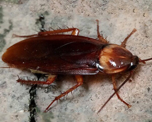 Cockroaches Pest Control