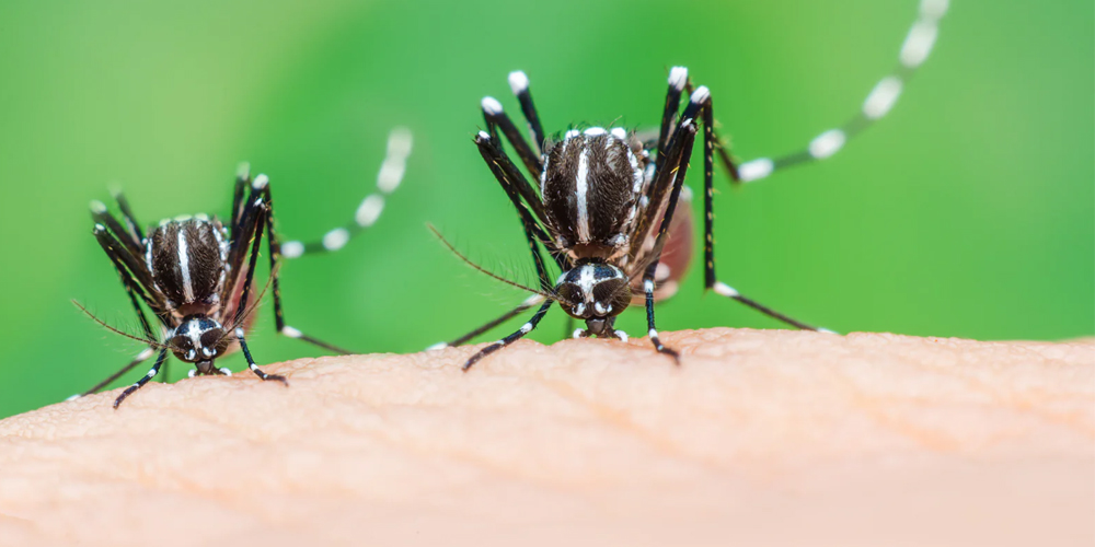 Mosquito Control Services in Chennai