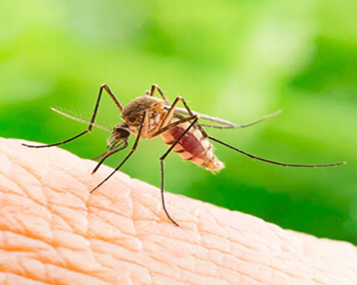 Mosquitoes Control Services