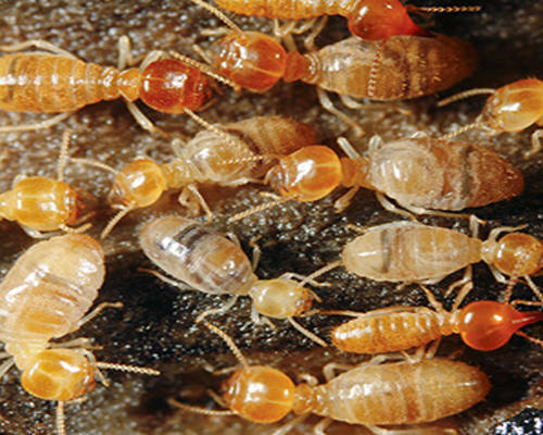 Termite Control Services in Pallavaram