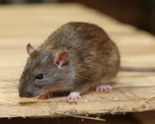 Rat-Control